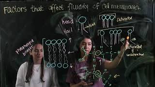 Length and Saturation of Lipids' Hydrophobic Tails Affect the Fluidity of a Cell Membrane (BIOS 041)