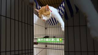 寝方の癖が凄い猫