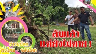 ต้นมะพร้าวแปลก! ลำต้นล้ม-ผุมา 6 ปี แต่ไม่ตาย แถมยังออกลูกให้ได้ชิมตลอด