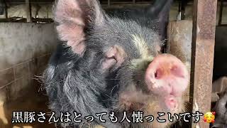 ブランド豚・諫美豚(かんびとん)のお父さん黒豚の様子🐷 ＃黒豚＃米豚＃六白豚