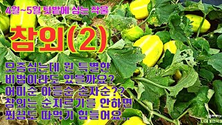 5월에 심는작물//참외재배(2)//모종심는 방법/어미순 순지르기//아들순은 몇개가 정답일까//손자순도 몇개?//