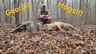 Georgia : 2 hogs down, 1 epic hunt