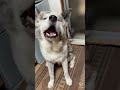 スイカのためならいつもより多めに芸をする秋田犬【akita dog】【タッチ】