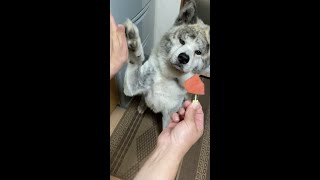 スイカのためならいつもより多めに芸をする秋田犬【Akita dog】【タッチ】