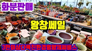 화분판매 왕창쎄일 010 4499 2456 5만이상무료배송 3만이상다육친환경영양제써비스 주문은 문자로주세요