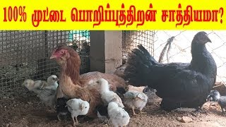 100% முட்டை பொறிப்புத்திறன் சாத்தியமா? | Influence the hatchability of eggs