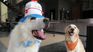 KODA'S 4th BIRTHDAY! (Super Cooper Sunday #105)