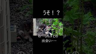 【野良猫保護】の〜らんず保護の記録#保護猫 #猫 #子猫 #野良猫保護