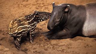 All About Tapir Animals facts: Size, Species, and More!