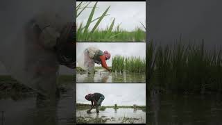 #rice #paddy #sony6500 #rain #villagerain #village #villagepeople #cinematic #farming #youtube #sky