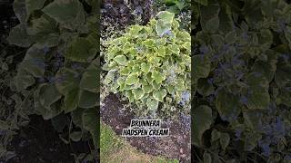 Brunnera  “Hadspen Cream” @pergolanurseries_garden_corner