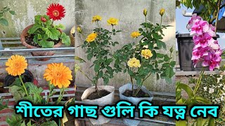 ছাদ বাগানের শীতের গাছগুলি কি রকম যত্ন করব/winter plant normal care/