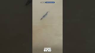 Alligator found in Panamaram River.. Locals saw an alligator in the river this afternoon. Wayanad | crocodile