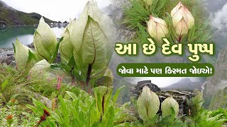 દેવભૂમિમાં ઉગતા આ ફૂલને કહેવાય છે ભગવાનનું ફૂલ, ખાલી જોવાથી બદલાઇ જાય છે કિસ્મત!