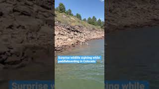 Surprise wildlife sighting while paddleboarding at Horsetooth Reservoir in Fort Collins, Colorado