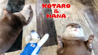 アザラシみたいにおやつをねだるカワウソ達　Otter Kotaro\u0026Hana Eating Treats Like Seals