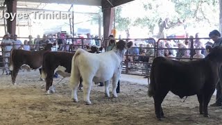 Behind the scenes of the agriscience magnet program at Madison High School