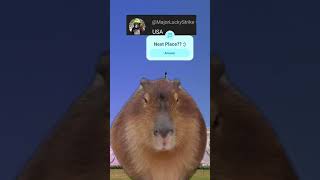 Capybara in USA, Next? 😀