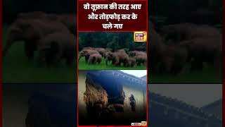 Elephant Video : Jharkhand के Bokaro में हाथियों के झुंड ने मचाया उत्पात | Viral | N18S | #shorts