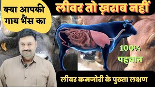 घर बैठे गाय भैंस के लीवर की जांच 100% 👈Gay ka liver kharab hone ke lakshan / bhains ka liver kharab