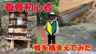 【二ホンミツバチ】初心者が分蜂した蜂の大軍を捕まえた！養蜂初心者必見【セイヨウミツバチ】＃セイヨウミツバチ