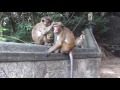 斯里蘭卡丹布拉石窟寺 dambulla cave temple sri lanka