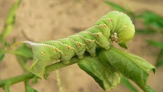 Tomato Pests – Family Plot