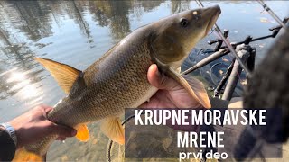 PECANJE KRUPNE MRENE NA VELIKOJ MORAVI