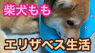 柴犬もも　かゆいところに足が届かない・・・