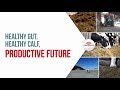 Healthy gut, healthy calf, productive future