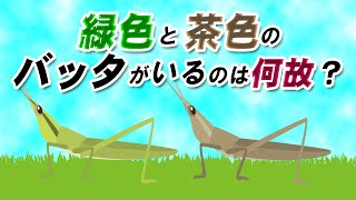 緑色と茶色のバッタがいるのは何故？