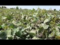 a ripen crop of mung bean in faisalabad crop reformer