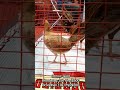 Ormoc Gold of BERNIE TACOY Poultry Show IGF 2022 #shorts