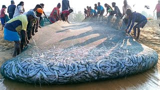 😱 Woow!! Amazing !! Million 8k of fish catching unbelievable fishing video @fishnegombo