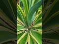 CENTURY PLANT/MAGUEY/AMERICAN ALOE (Agave americana)#shorts #century #plants #american #aloe