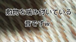 デカいウスバカミキリ雌の産卵管が、一見、寄生虫【ハリガネムシ】に見える？💦💦www