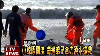 小鯨豚擱淺 海巡潑水救援－民視新聞