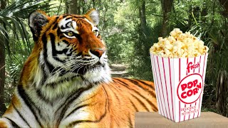 Do Tigers smell like Popcorn?