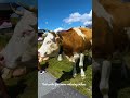 Cows of Switzerland