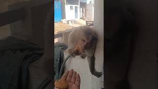 కోతి ఏం చేస్తుందో చూడండి wait for end 😭#monkey #viralvideos