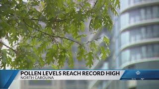 What Charlotte's record pollen levels mean for allergies