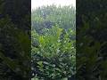 Diospyros ferrea (Black Ebony) #shortvideo #satisfying  #nature