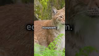 Lynx Legends: Stealthy Stalkers of the Northern Forests! 😍🤯 #animalfacts #shorts #wildlife #lynx