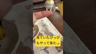 そら５歳になりました#お誕生日会 #セキセイインコ #やきいも #大事なそら#うちに来てくれてありがとう