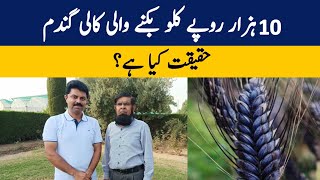 Black Wheat Il Reality of Black Wheat II Fruit Farming Expert