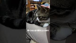 寒くなると膝の上に来る猫 #cat #アメリカンショートヘアー #猫動画#short