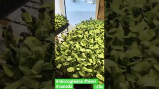 #microgreens #micropousses #canada -45c