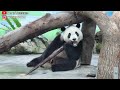 筍掉了 圓寶坐在斜梯下吃 時不時露出可愛的臉給大家看 超可愛 giant panda yuan bao 圆宝 貓熊 大貓熊 大熊貓