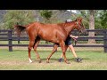 2025 classic yearling sale lot 227 capitalist flashing speed $70 000