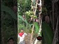 Aneh tapi nyata !! [ 1 Pohon pisang mempunyai 7 jantung pisang ]#shorts#berita#viral#beritaviral